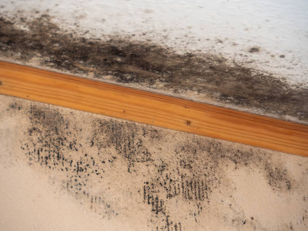 Best Mold Documentation for Insurance Claims  in Bremen, GA