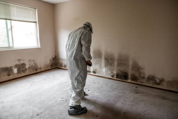 Best Attic Mold Removal  in Bremen, GA